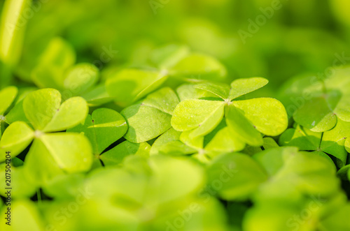 Green leaves of mature plants clover 