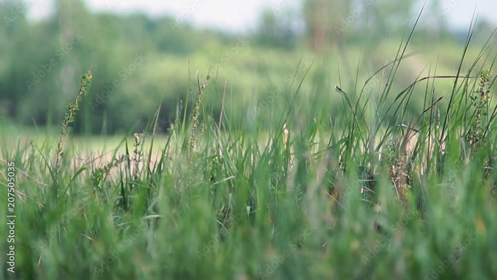 Time before the storm. Grass on the field swaying from the wind. Time before the storm. Grass on the field swaying from the wind.