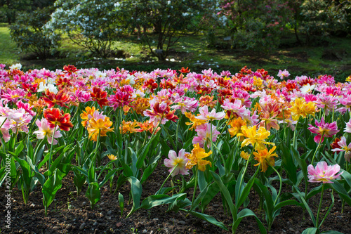 A colorful and variegate kinds of tulips flowers - close up photo.