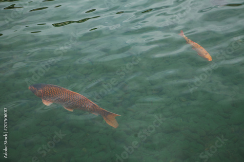 Two red fish swim in a pond with clear water or into the sea
