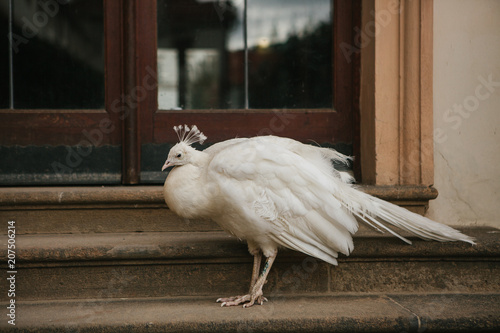 Fotografie A beautiful white peacock sits next to the door at the entrance of the building