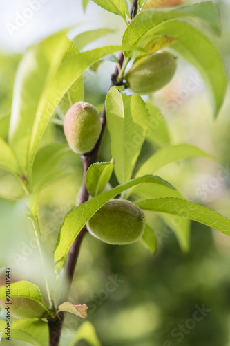 Unripe fruits of peach on a branch with green leaves.