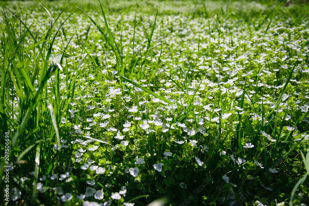 Naklejka premium green grass and white flowers