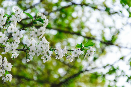 tree blooming with white flowers