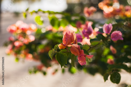 Bonitas y elegantes bugambillas rosas con luz del sol  photo