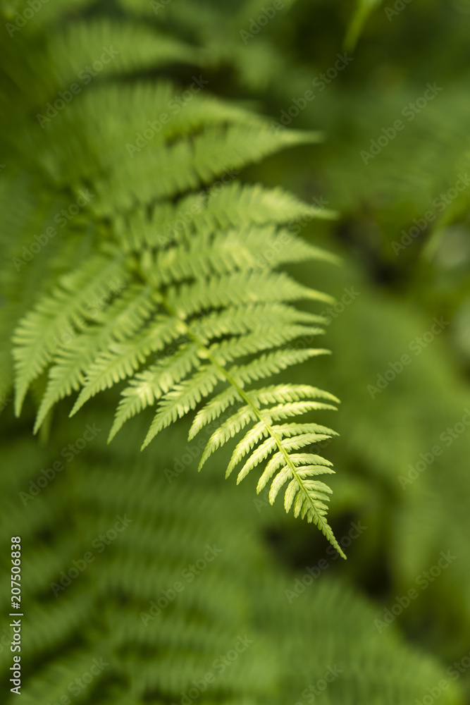 A leaf of a fern in detail.