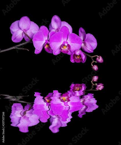 Orchid phalaenopsis on black