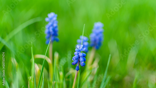 Muscari Armeniacum (Blue Grape Hyacinth) Blooming in the Garden.