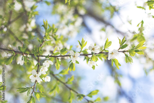 Image of Apple Blossom natural background, spring flowers