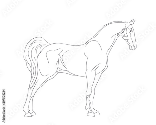 horse, lines, vector
