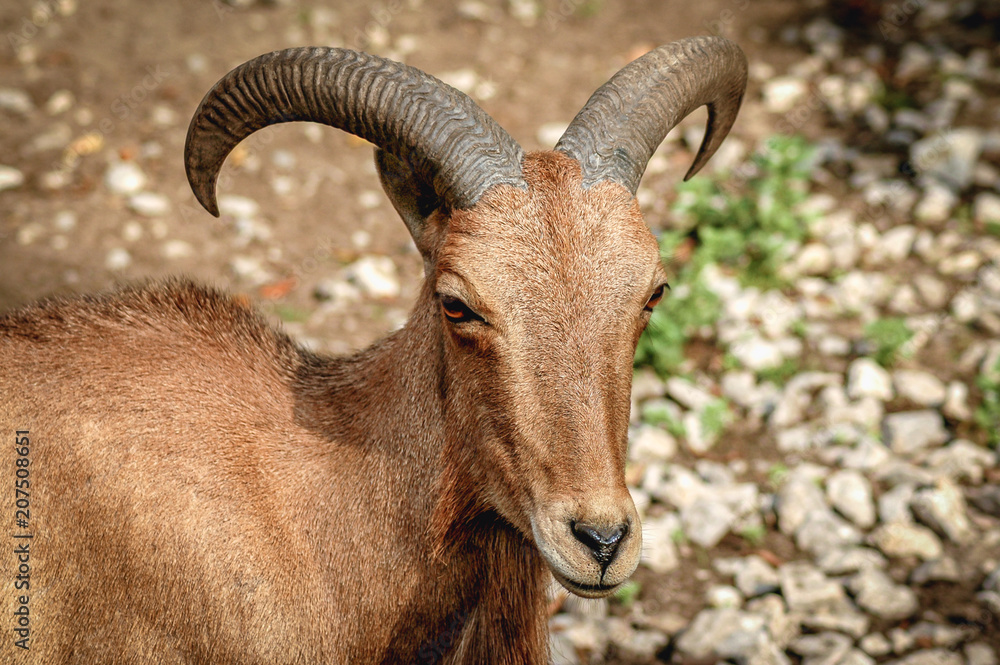 Portrait of Ammotragus lervia caprid commonly known as Barbary sheep