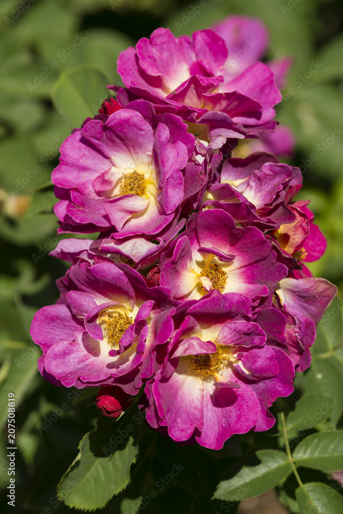 Rose flowers in full bloom Rose flowers in full bloom