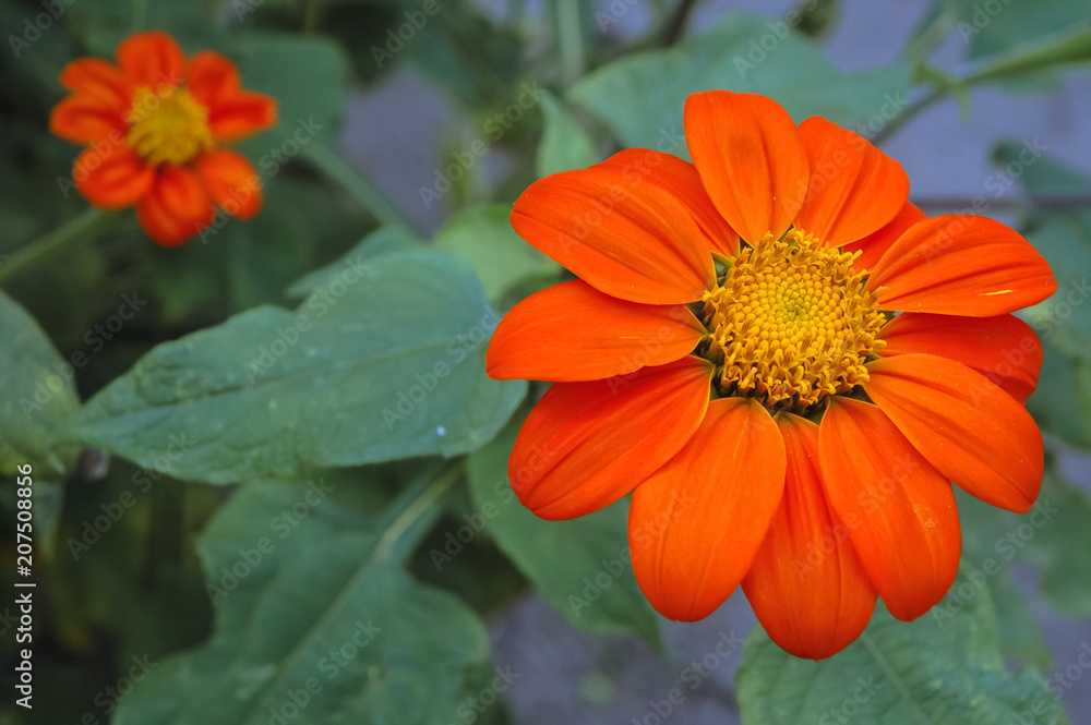Details of Tithonia rotundifolia flower in the garden commonly known as Red or Mexican sunflower Details of Tithonia rotundifolia flower in the garden commonly known as Red or Mexican sunflower