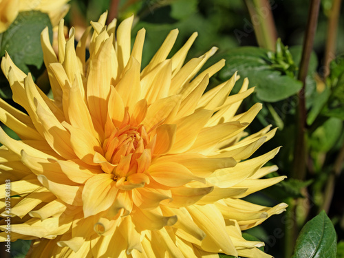 Fototapeta Naklejka Na Ścianę i Meble -  Dahlie, Dahlia, Blüte
