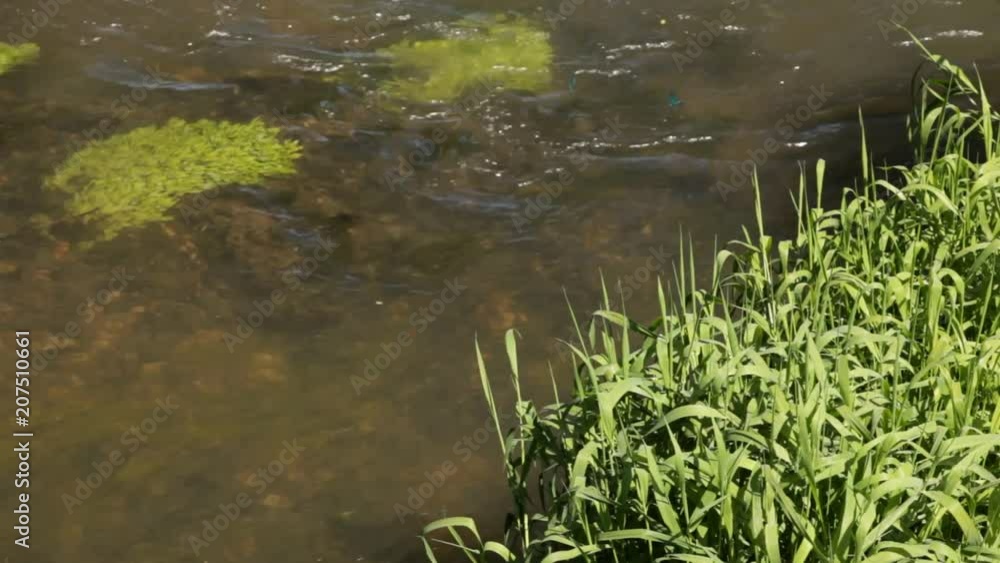 Dragonflies above the water. Dragonflies above the water.