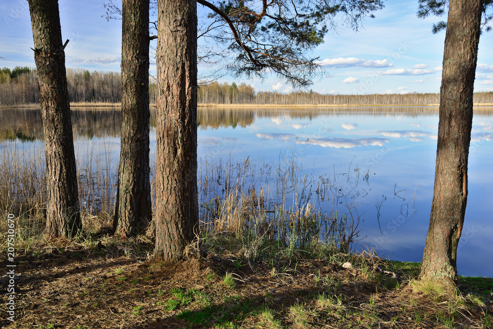 Nature landscape with forest lake in background and pines in foreground. Novgorod region, Russia. Nature landscape with forest lake in background and pines in foreground. Novgorod region, Russia.
