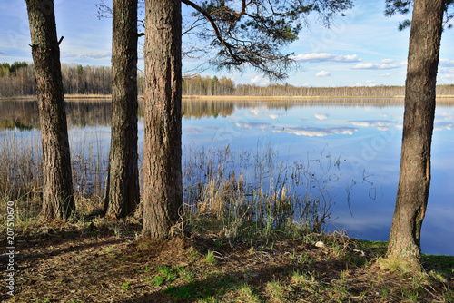 Nature landscape with forest lake in background and pines in foreground. Novgorod region, Russia.