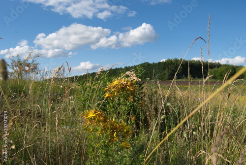 HYPERICI HERBA photo