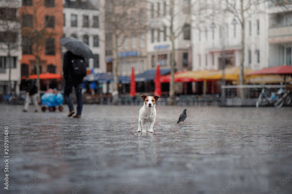 dog is alone in the city at the rain. Jack Russell Terrier in Europe. pet in town