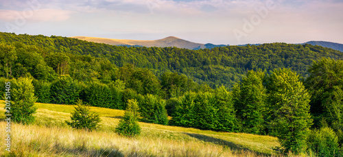 panorama of Forested Carpathian mountains. beech forest on the grassy meadow and mountain peak in the distance. wonderful atmosphere of summer evening