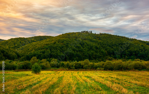 rural fields in mountainous area at dawn. lovely agriculture scenery under the gorgeous colorful clouds