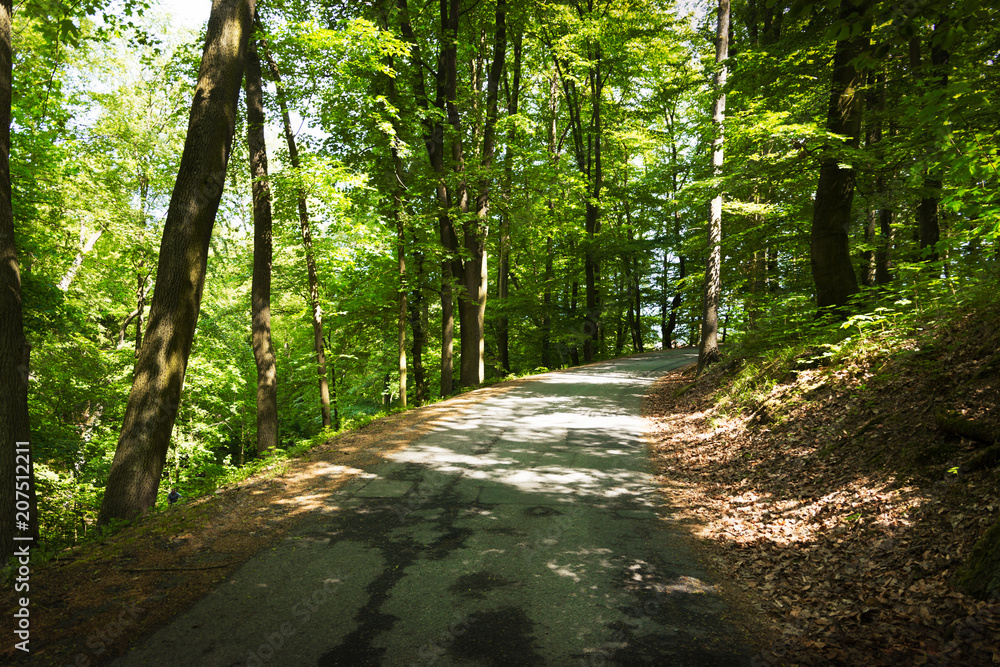 Road in summer forest Road in summer forest