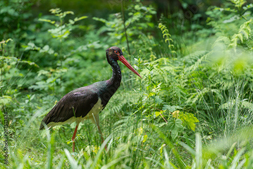 Photography Cigogne noire cherchant de la nourriture, black storck