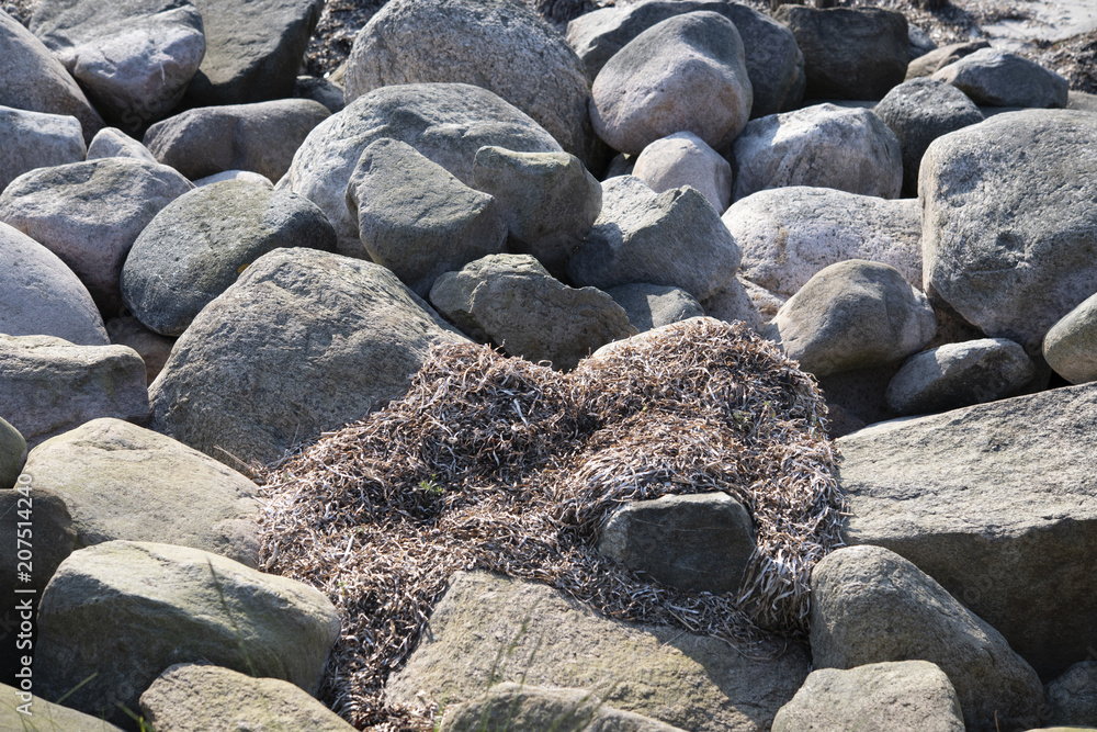Felsen mit Seetang einer Küstenbefestigung