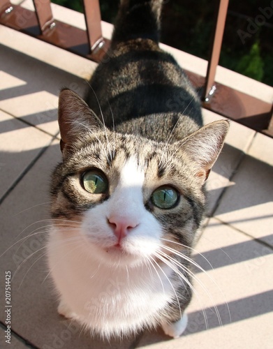 Fototapeta Naklejka Na Ścianę i Meble -  Portret kota z pięknymi zielonymi oczami