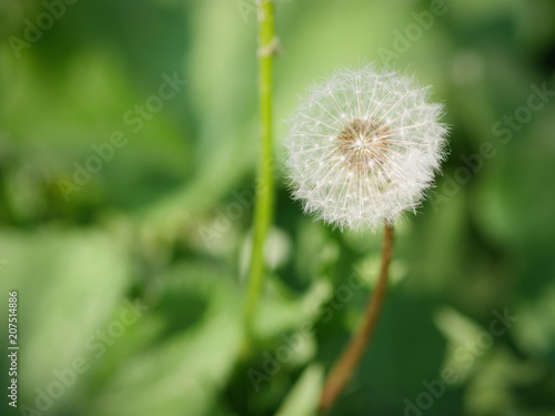 Dandelion seed background. Selective focus with shallow depth of field.