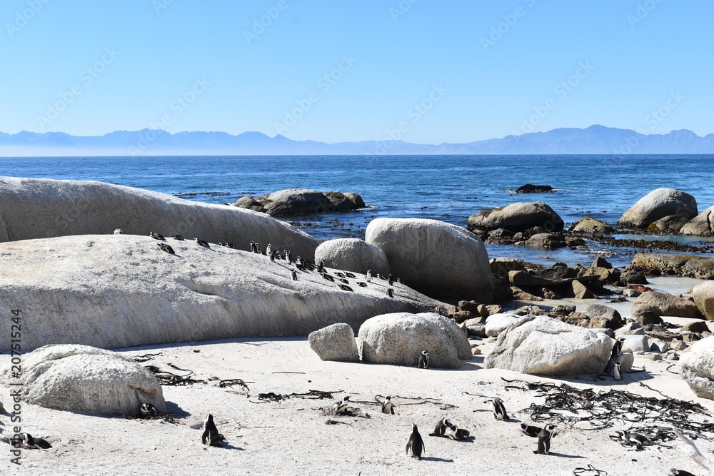 Beautiful Jackass penguins on blue Boulders Beach in Cape Town in South Africa Beautiful Jackass penguins on blue Boulders Beach in Cape Town in South Africa