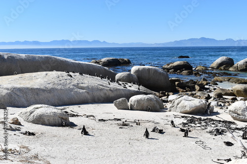 Beautiful Jackass penguins on blue Boulders Beach in Cape Town in South Africa