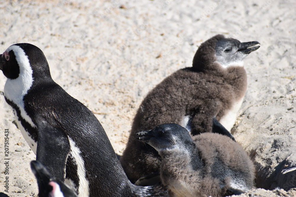 Naklejka premium Closeup of three cute Jackass Penguins on the Boulders Beach in Cape Town in South Africa