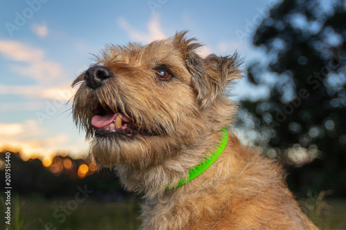Scotty the Boarder Terrier playing in the park
