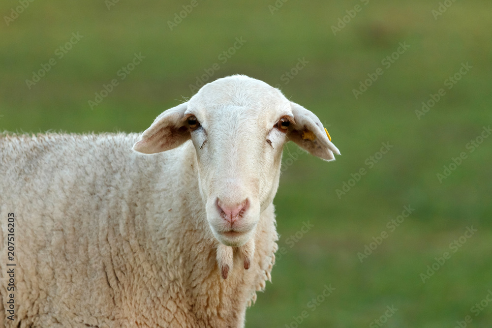 Beautiful lamb in the landscape Beautiful lamb in the landscape