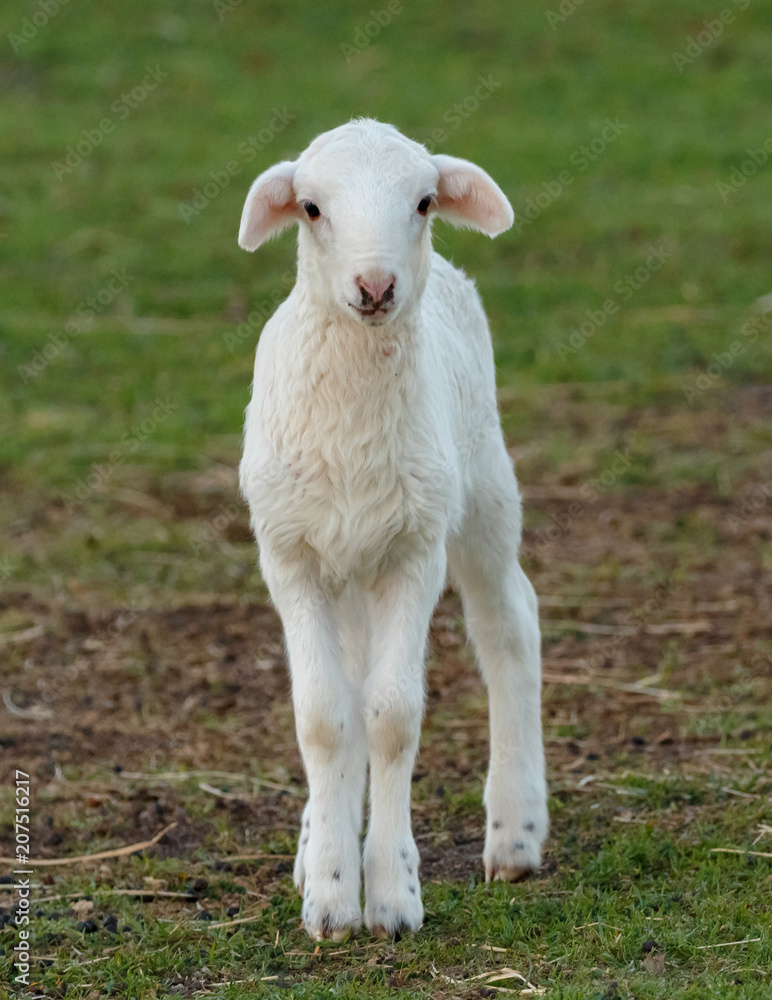 Beautiful lamb in the landscape Beautiful lamb in the landscape