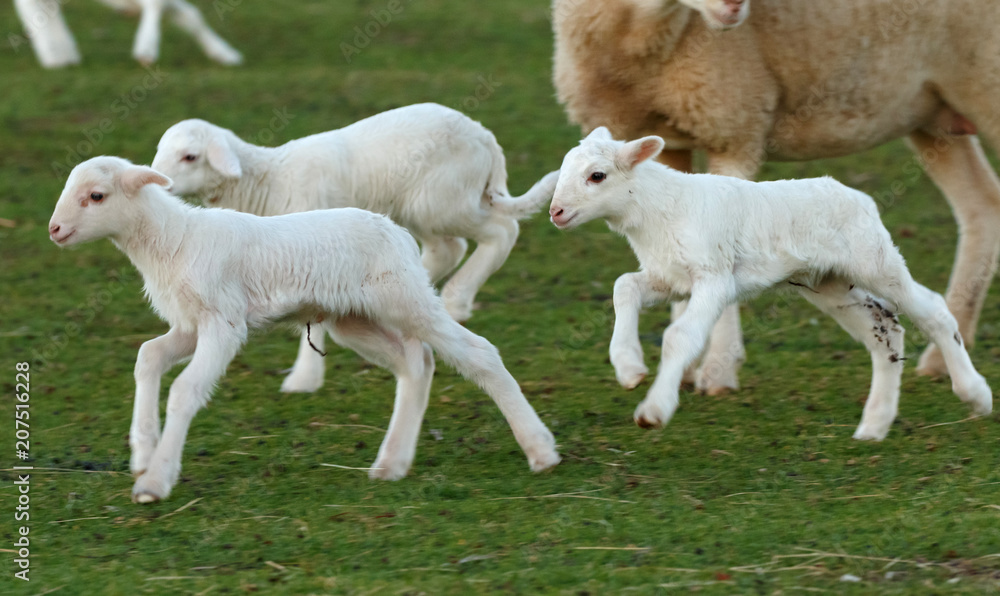 Beautiful lambs in the landscape