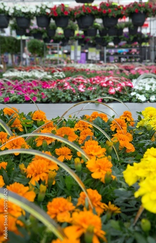 Flowers in gardencentre. Flowershop photo