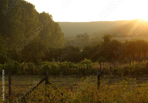 Weinreben in Ungarn