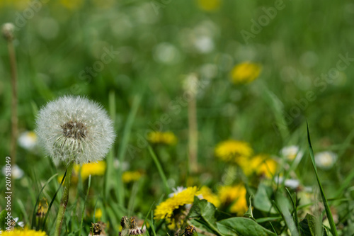 Pusteblume und l  wenzahn auf wiese