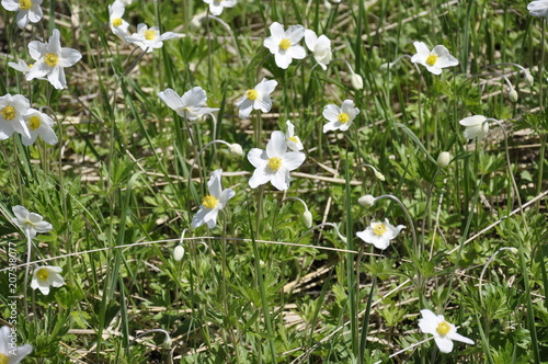 Blooming flowers in spring field. Closeup plant photo. White flora