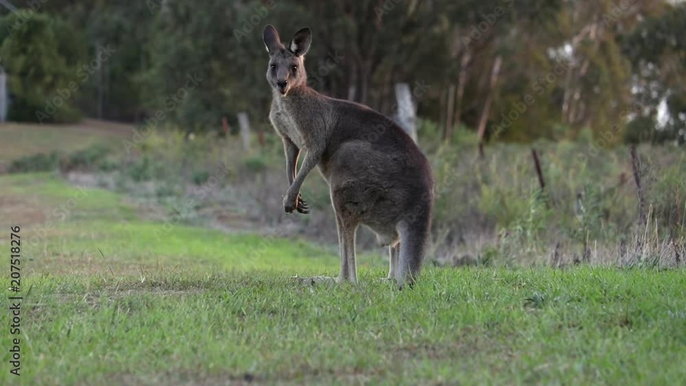Eastern Australian Grey Kangaroo feeding in a field Eastern Australian Grey Kangaroo feeding in a field