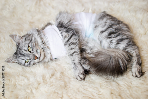 Cat with bandages recovering from surgery for sterilization
