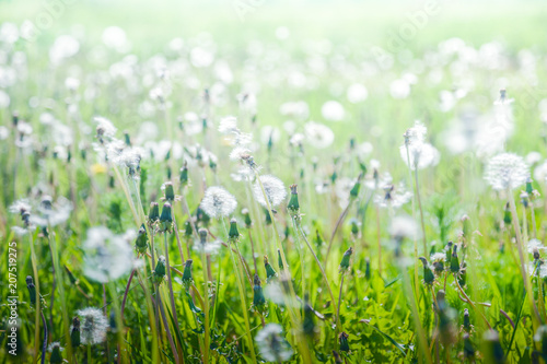 White dandelion flowers