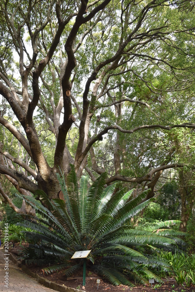 Landscape at the Botanical Garden in Cape Town in South Africa Landscape at the Botanical Garden in Cape Town in South Africa