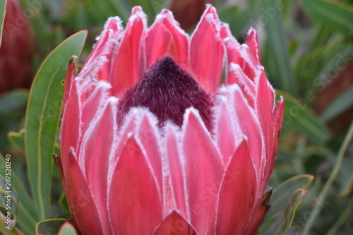 Colorful pink King Protea in the Botanical Garden in Cape Town in South Africa – the national flower of South Africa photo