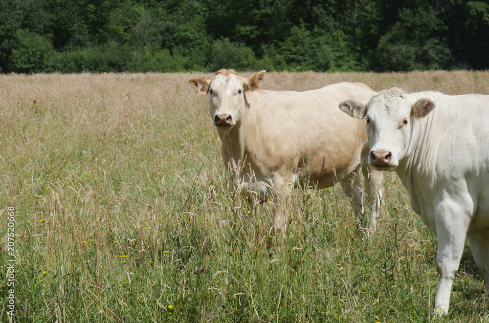 Vaches au champ Vaches au champ