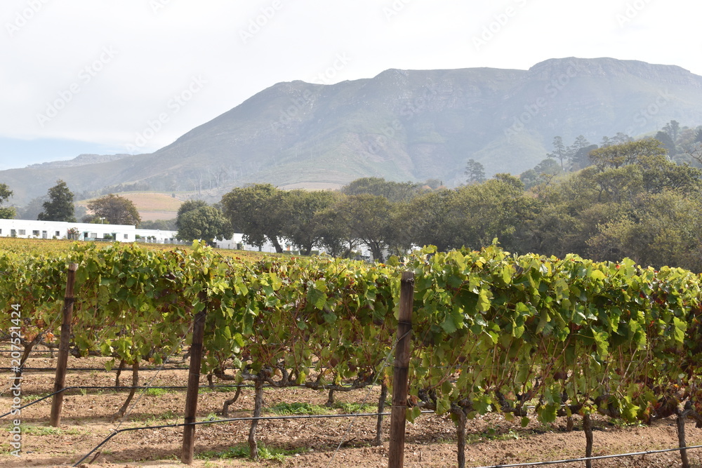 Famous Groot Constantia Wine Estate in Cape Town, South Africa