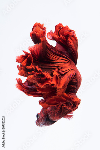 Photography Red siamese fighting fish, betta fish isolated on white background