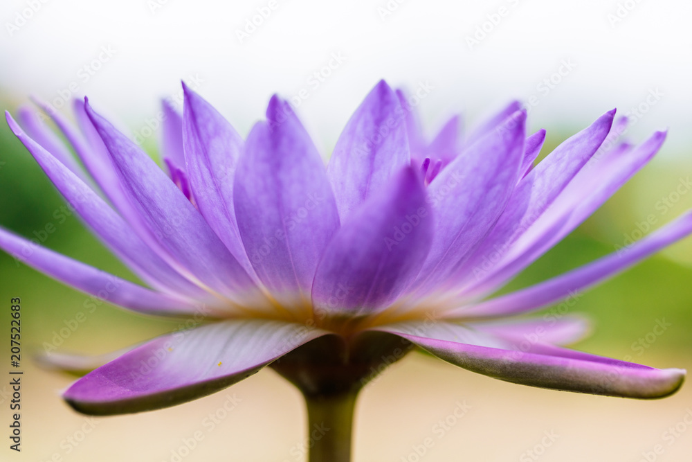 Close up of beautiful purple lotus or water lily blooming in the garden with shallow depth of field and selective focus. Beautiful natural flower background.